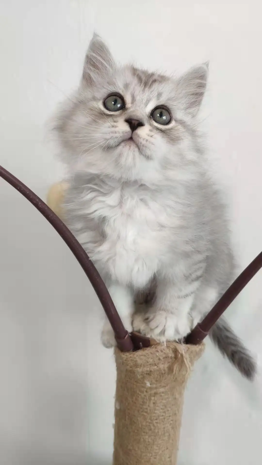 a rescue cat